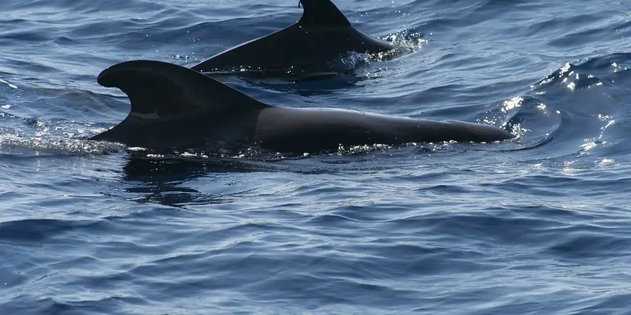 テネリフェ島のクジラ
