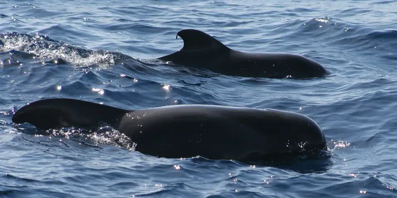 Baleines et dauphins